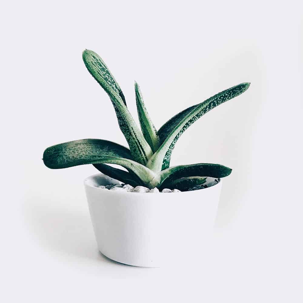 Főoldal plant3 free img