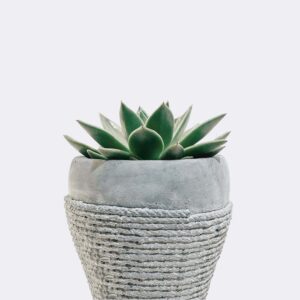 Főoldal plant5 free img